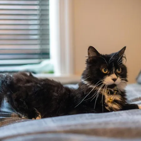 Cavendish Cat And Gaming House Homestay