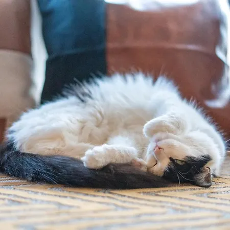Cavendish Cat And Gaming House Homestay