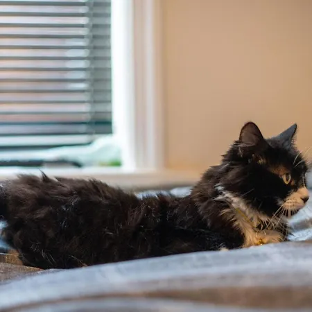 Cavendish Cat And Gaming House Homestay Blackpool