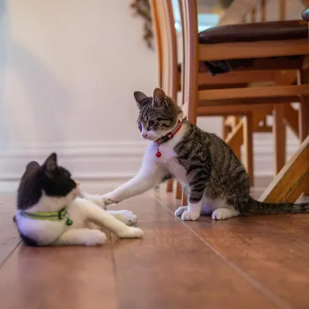 Homestay Cavendish Cat And Gaming House