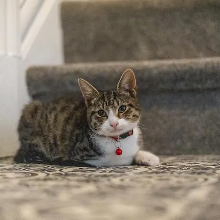Cavendish Cat And Gaming House Homestay *