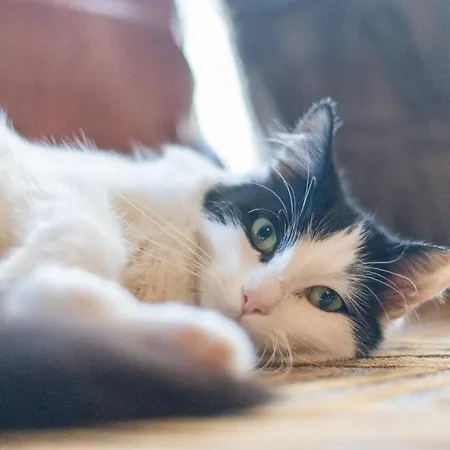 Homestay Cavendish Cat And Gaming House Blackpool