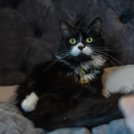 Cavendish Cat And Gaming House Homestay *