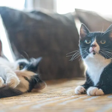 Cavendish Cat And Gaming House