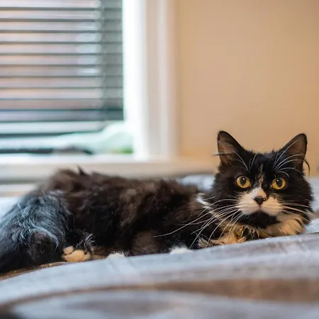 Homestay Cavendish Cat And Gaming House Blackpool