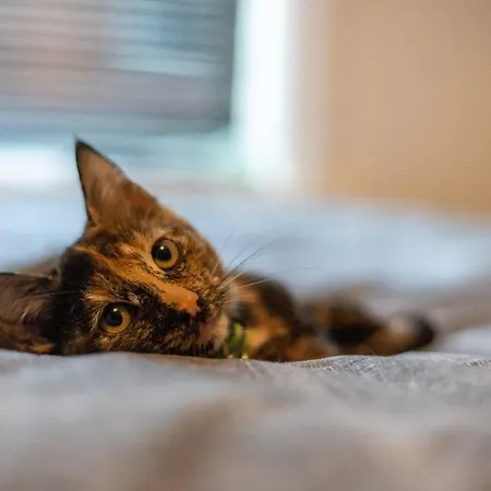 Homestay Cavendish Cat And Gaming House