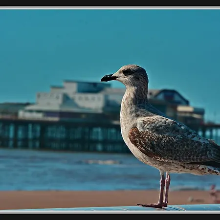 Bed & Breakfast Falklands Blackpool