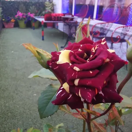 Bukhari 블랙풀